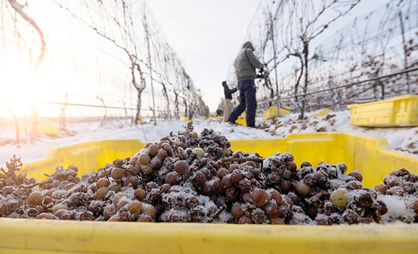 Ice Wine Grape Harvest at Sheldrake Point Winery