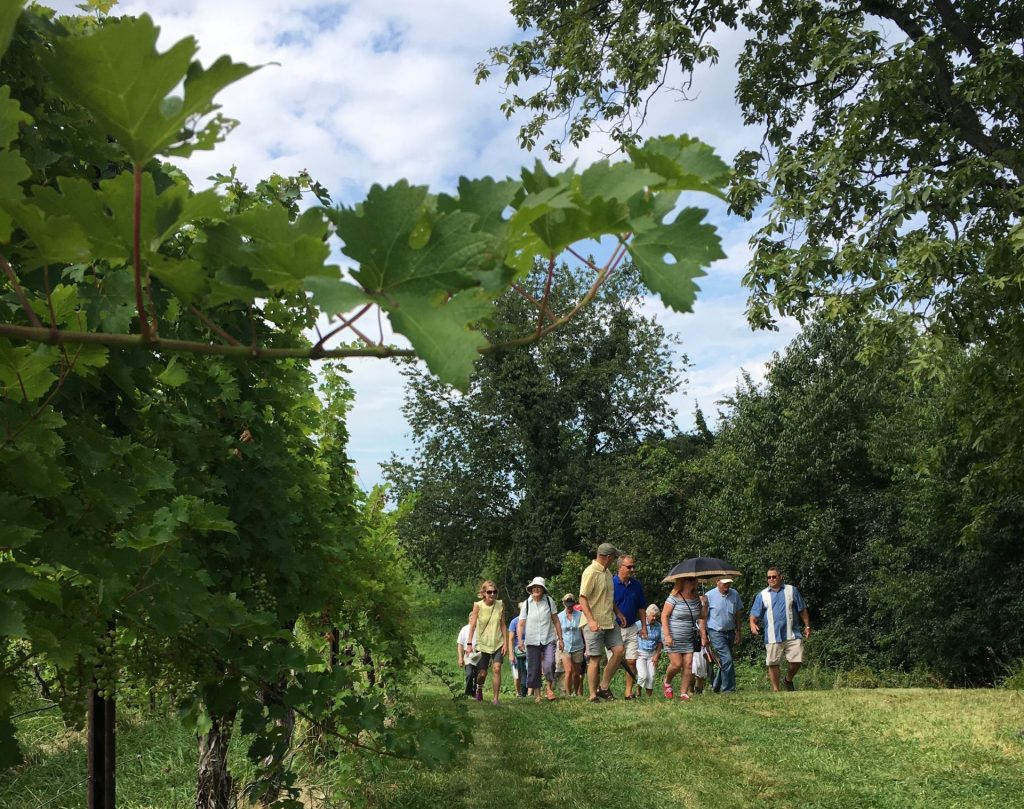 Group of people walking through vineyard