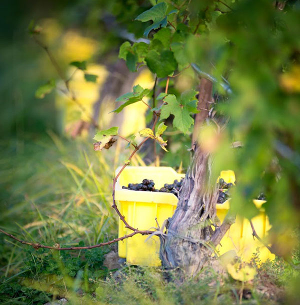 Sheldrake Point Winery harvest bin in the vineyards