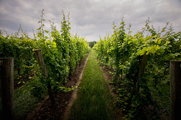 Sheldrake Point Winery view down vineyard row