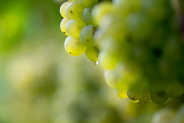 Sheldrake Point Winery grape cluster close up